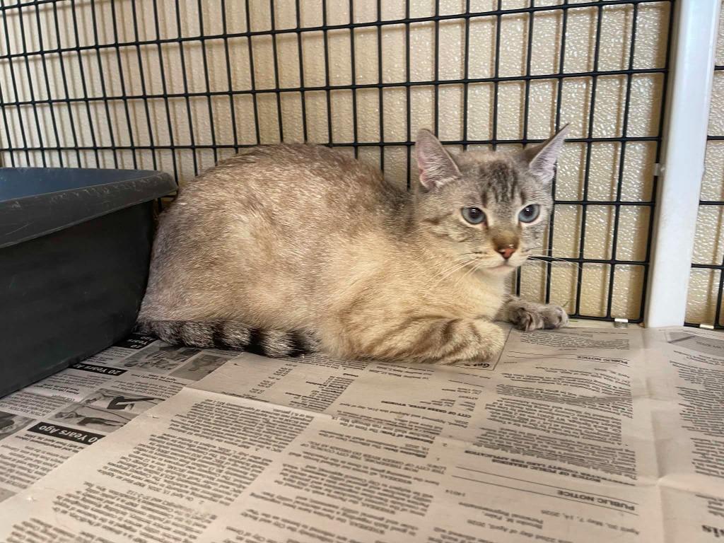 Snowflake, Adoptable, Young Female Domestic Medium Hair.
