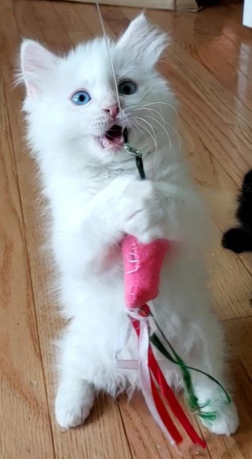 Jean Luc, Adopted, Kitten Male Domestic Long Hair.