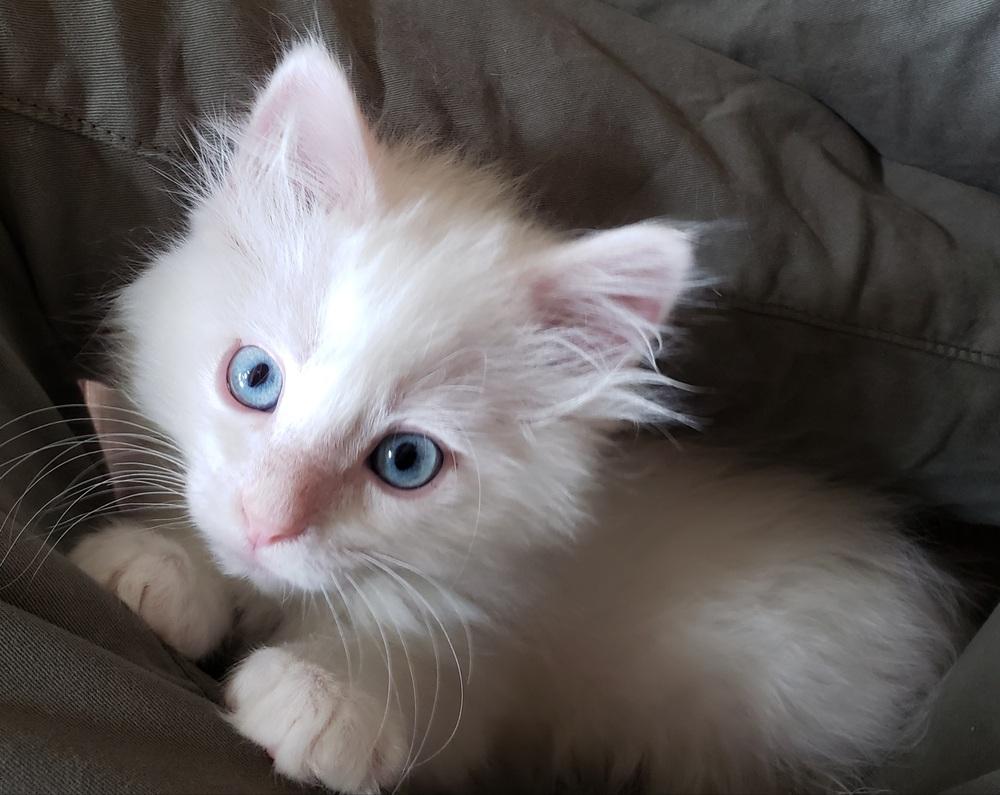 Enlarge Jean Luc, a Adopted mixed breed in Lafayette, CO image 2/3