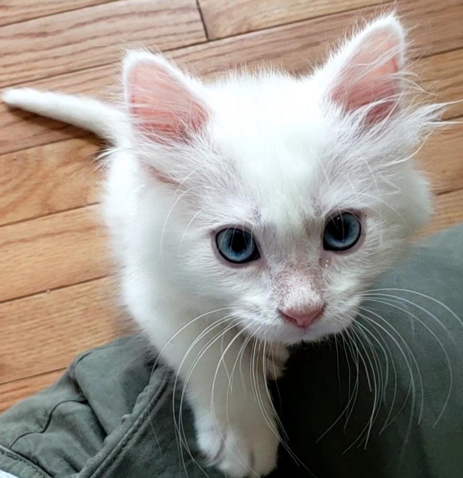 Enlarge Jean Luc, a Adopted mixed breed in Lafayette, CO image 3/3