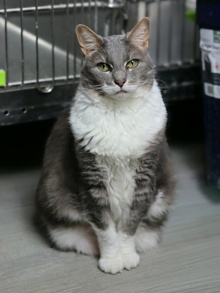 Enlarge Nala, a Adoptable Domestic Short Hair in Lewisburg, TN image 1/1
