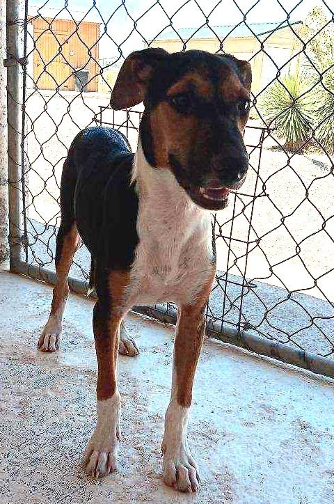 Miranda, a Adoptable Whippet in Deming, NM image 2/2