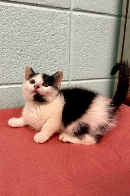 Lumiere, Adoptable, Adult Male Domestic Short Hair & Domestic Short Hair.