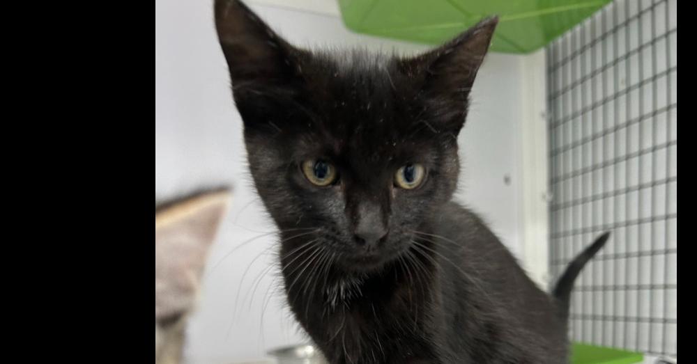 Tigger, Adoptable, Kitten Female Domestic Short Hair.