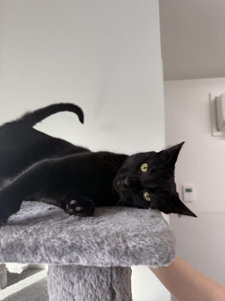 Enlarge Tigger, a Adoptable mixed breed in Salmon, ID image 2/2