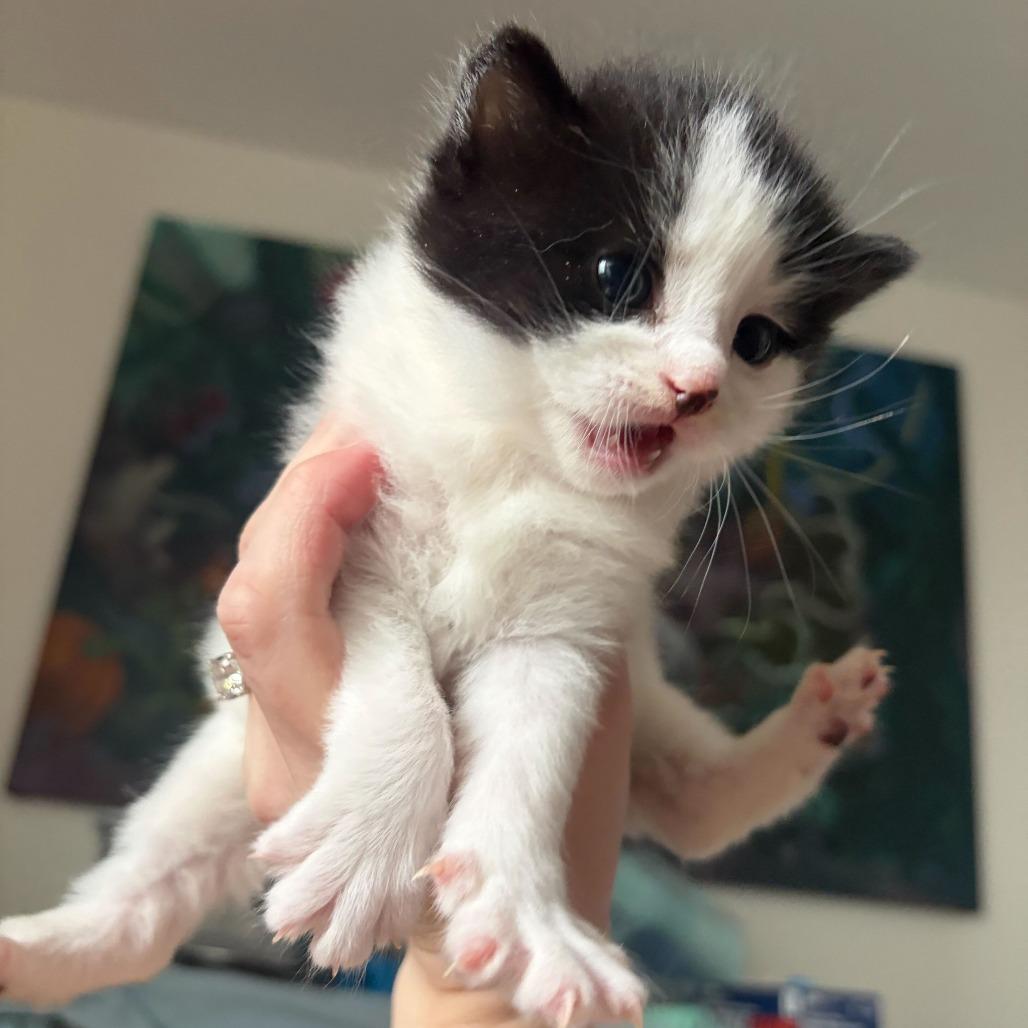 Matcha, a Adoptable Domestic Short Hair in New York, NY image 2/6