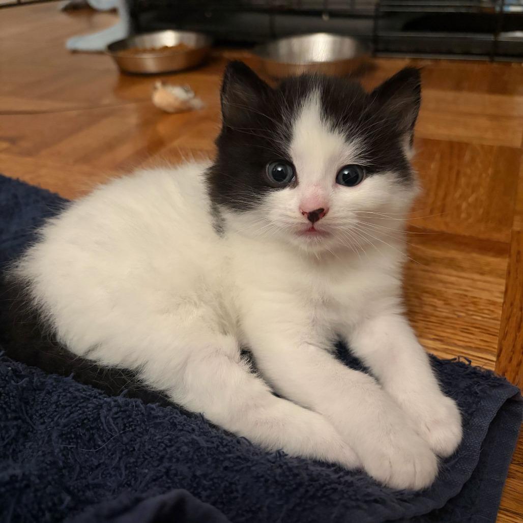 Matcha, a Adoptable Domestic Short Hair in New York, NY image 3/6