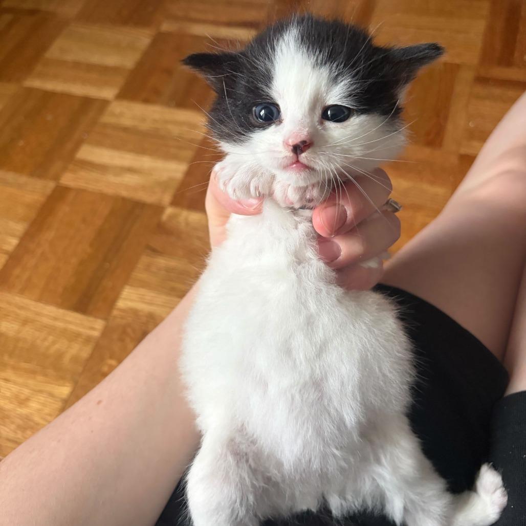Matcha, a Adoptable Domestic Short Hair in New York, NY image 5/6
