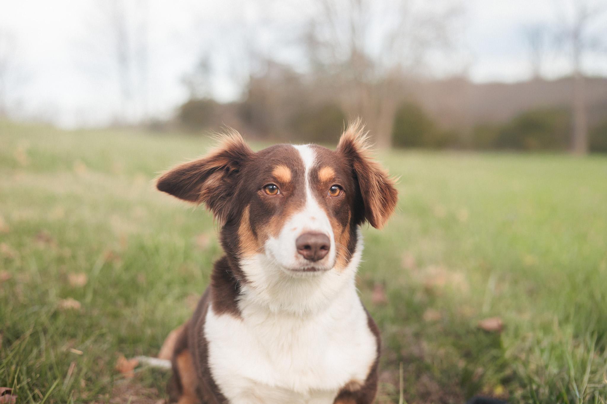Enlarge Carrie - Transport, an adopted mixed breed in Wilmington, OH image 2/5