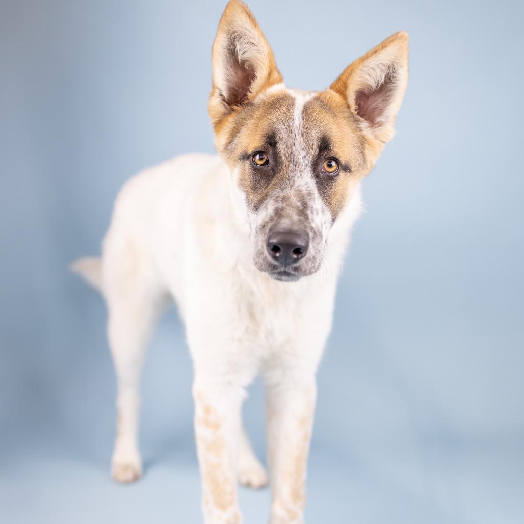 Burst, Adoptable, Young Male Cattle Dog.