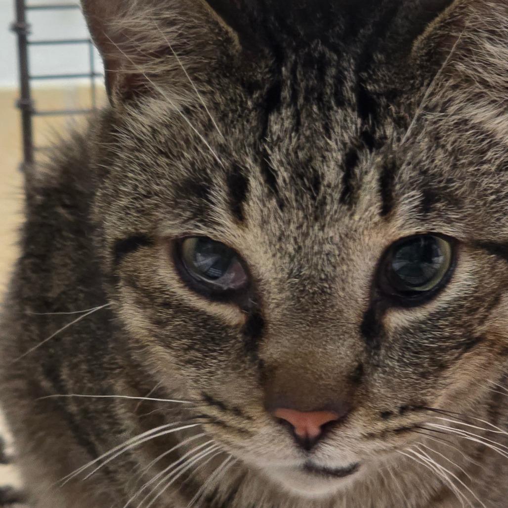 Enlarge Anton -  Mighty Mouser, a Adoptable Domestic Short Hair in Grand Rapids, MI image 1/1