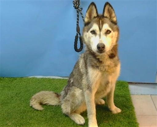 Enlarge LUNA, a Adoptable Siberian Husky in Gardena, CA image 1/1