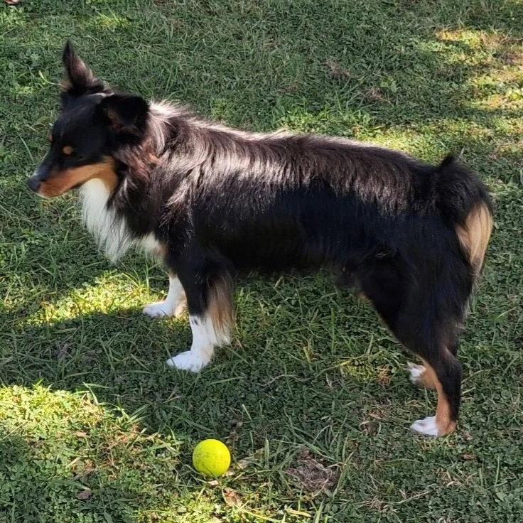 Enlarge Smudge (adoption pending), a Adoptable Shetland Sheepdog / Sheltie in Dublin, OH image 1/3