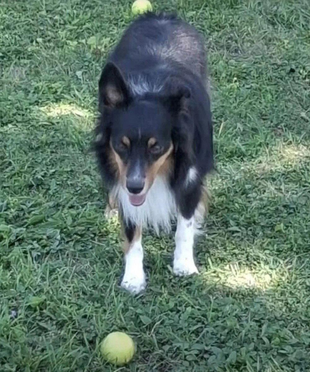 Enlarge Smudge (adoption pending), a Adoptable Shetland Sheepdog / Sheltie in Dublin, OH image 2/3