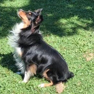 Enlarge Smudge (adoption pending), a Adoptable Shetland Sheepdog / Sheltie in Dublin, OH image 3/3