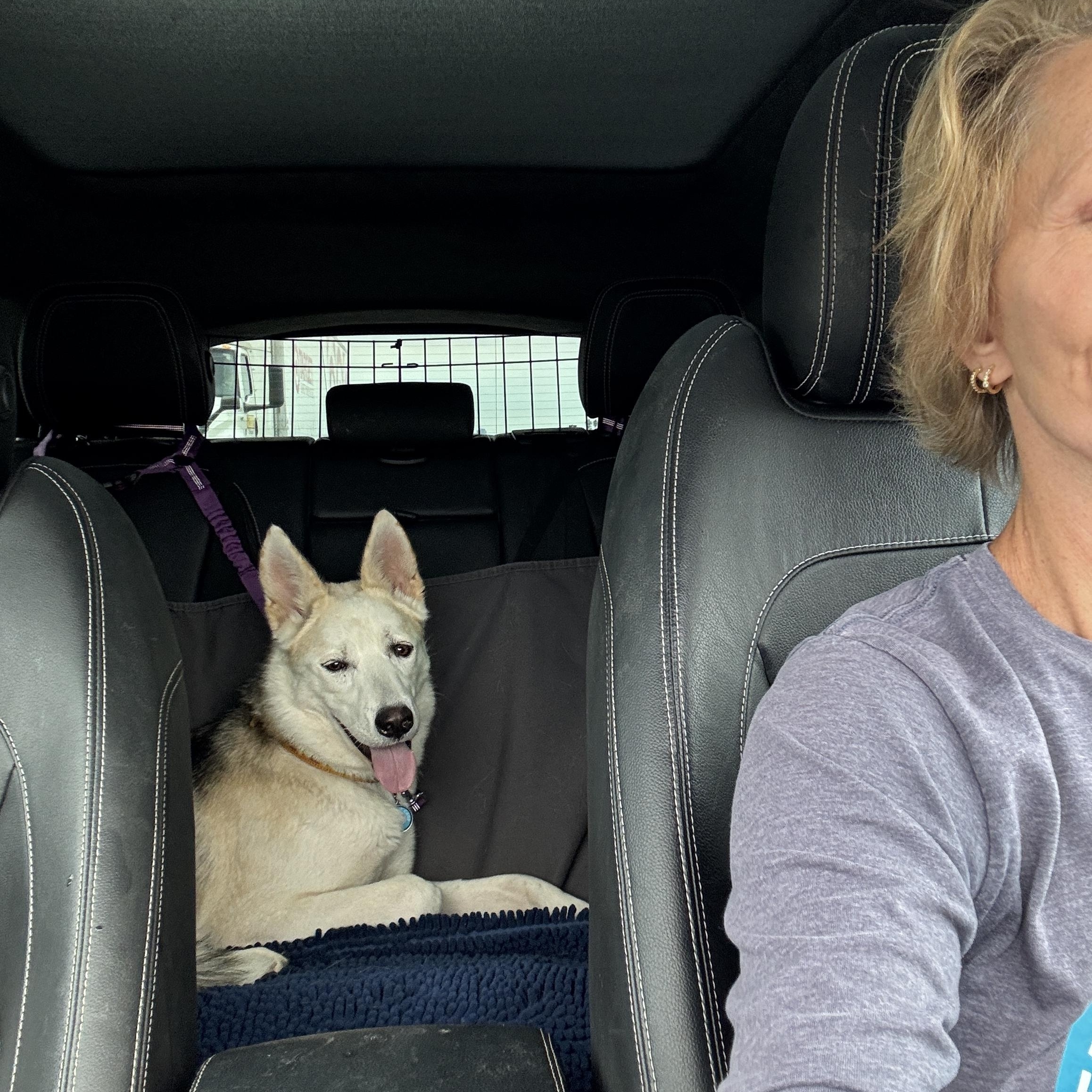 Teddy, Adoptable, Young Male Husky & German Shepherd Dog.