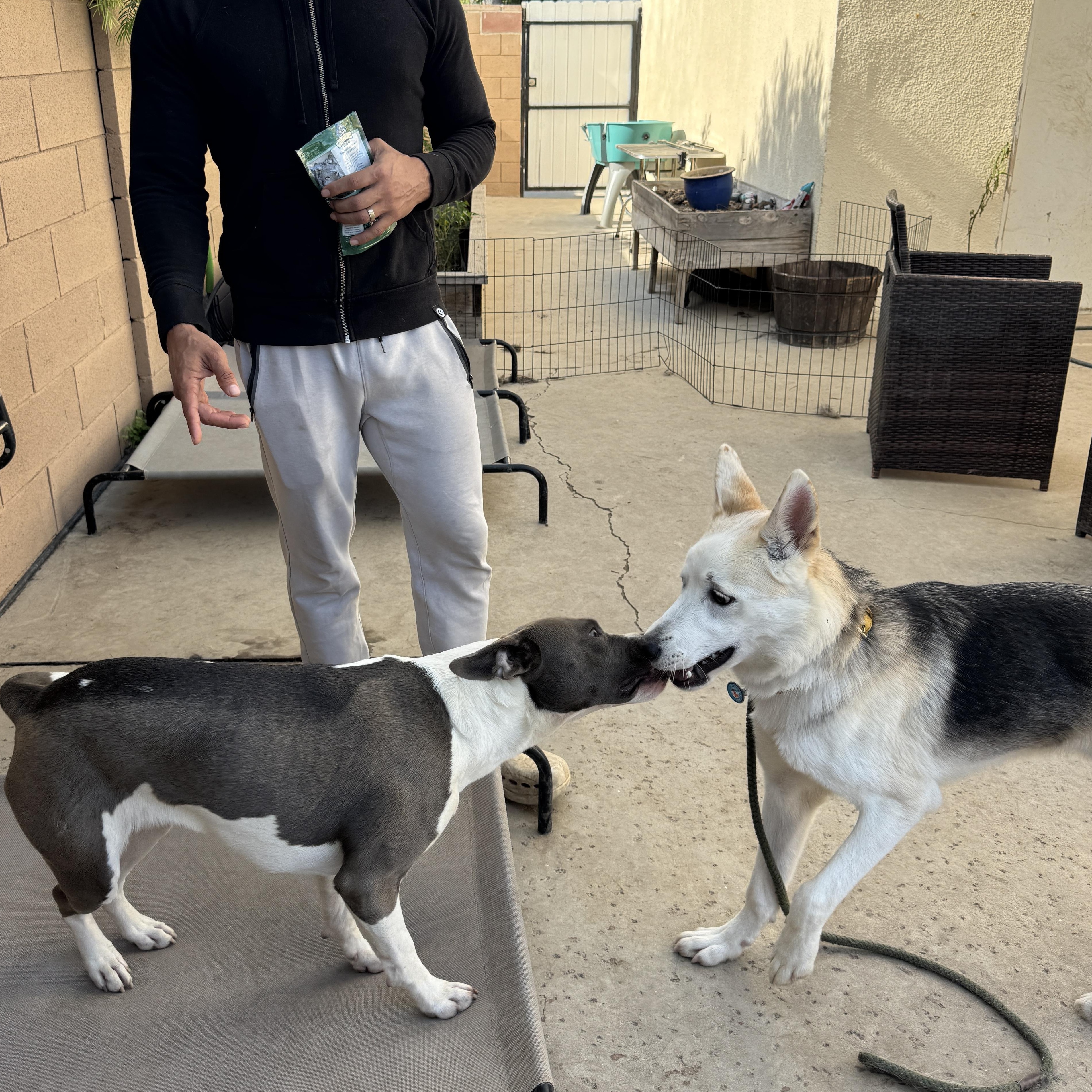 Enlarge Teddy, a Adoptable mixed breed in Encino, CA image 2/6