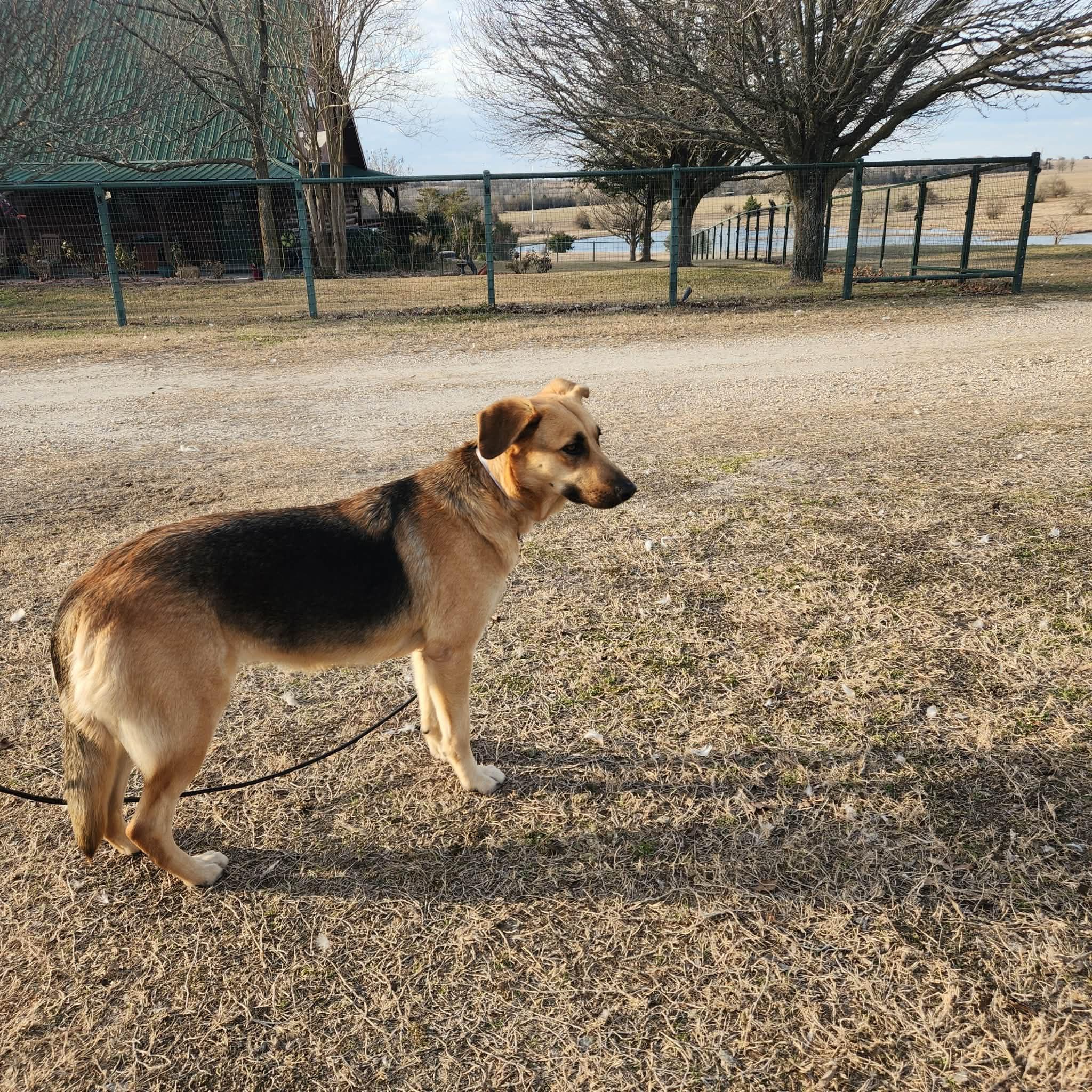 Enlarge Layla, an adopted mixed breed in Saint Paul, MN image 2/6