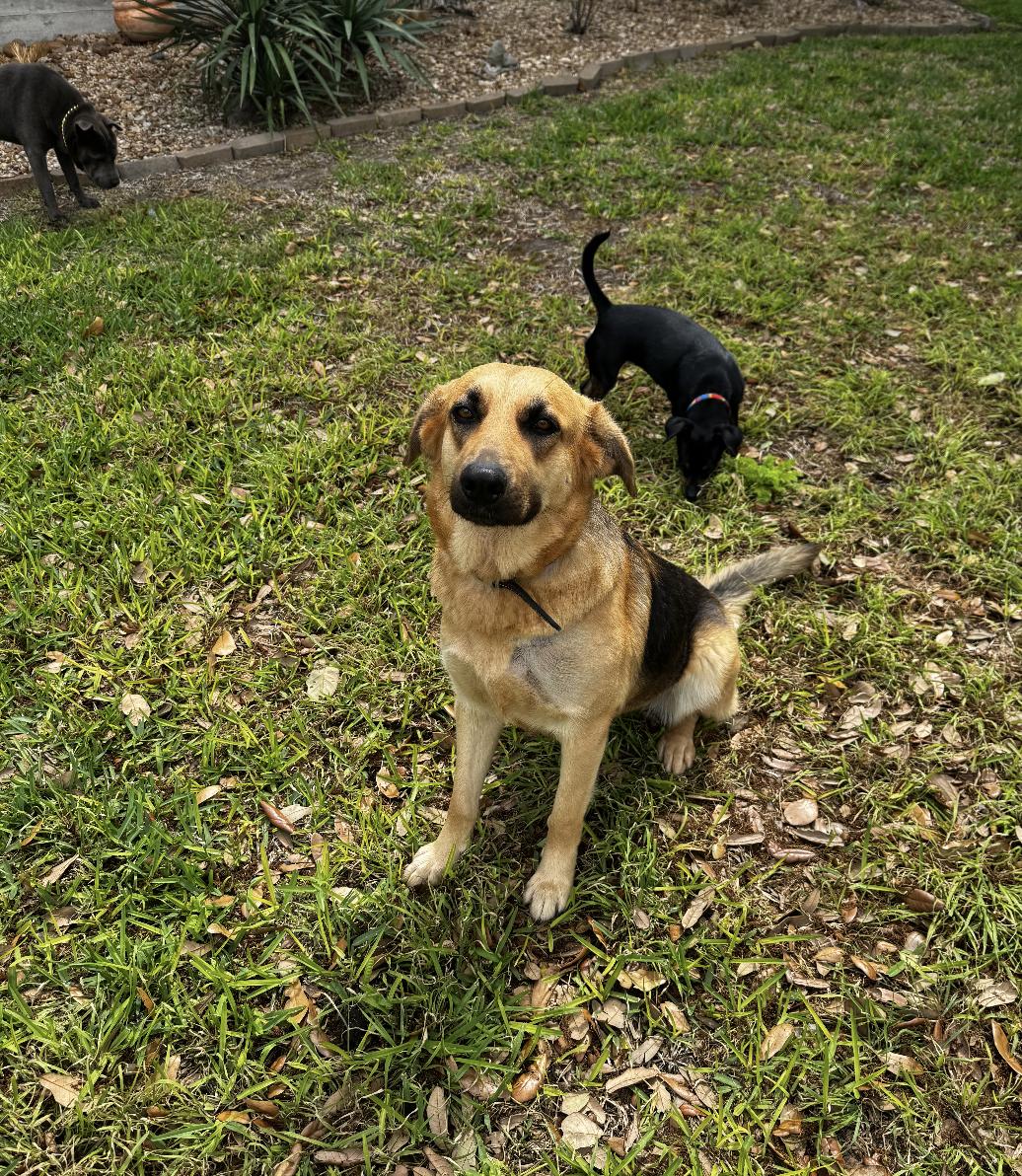 Enlarge Layla, an adopted mixed breed in Saint Paul, MN image 5/6