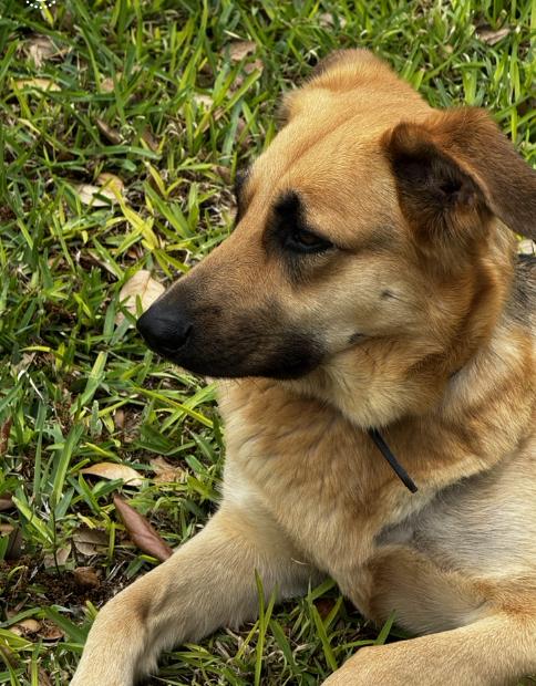 Enlarge Layla, an adopted mixed breed in Saint Paul, MN image 4/6