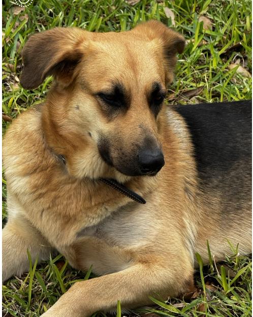 Layla, adopted, Young Female German Shepherd Dog.
