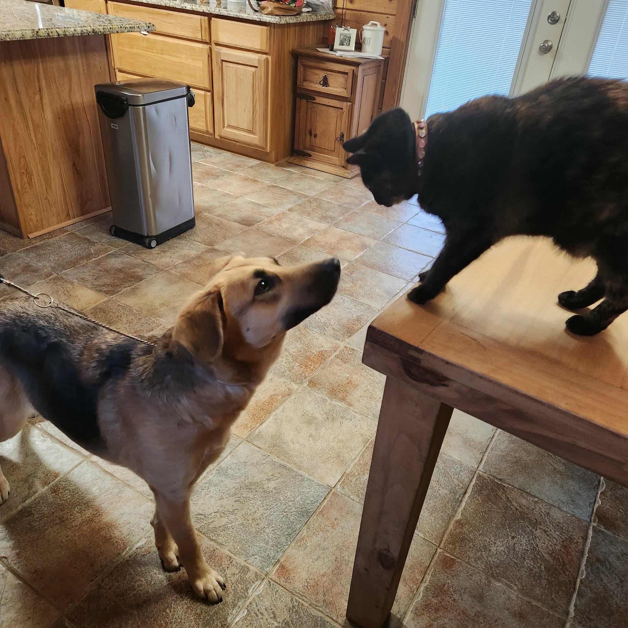 Enlarge Layla, an adopted mixed breed in Saint Paul, MN image 3/6