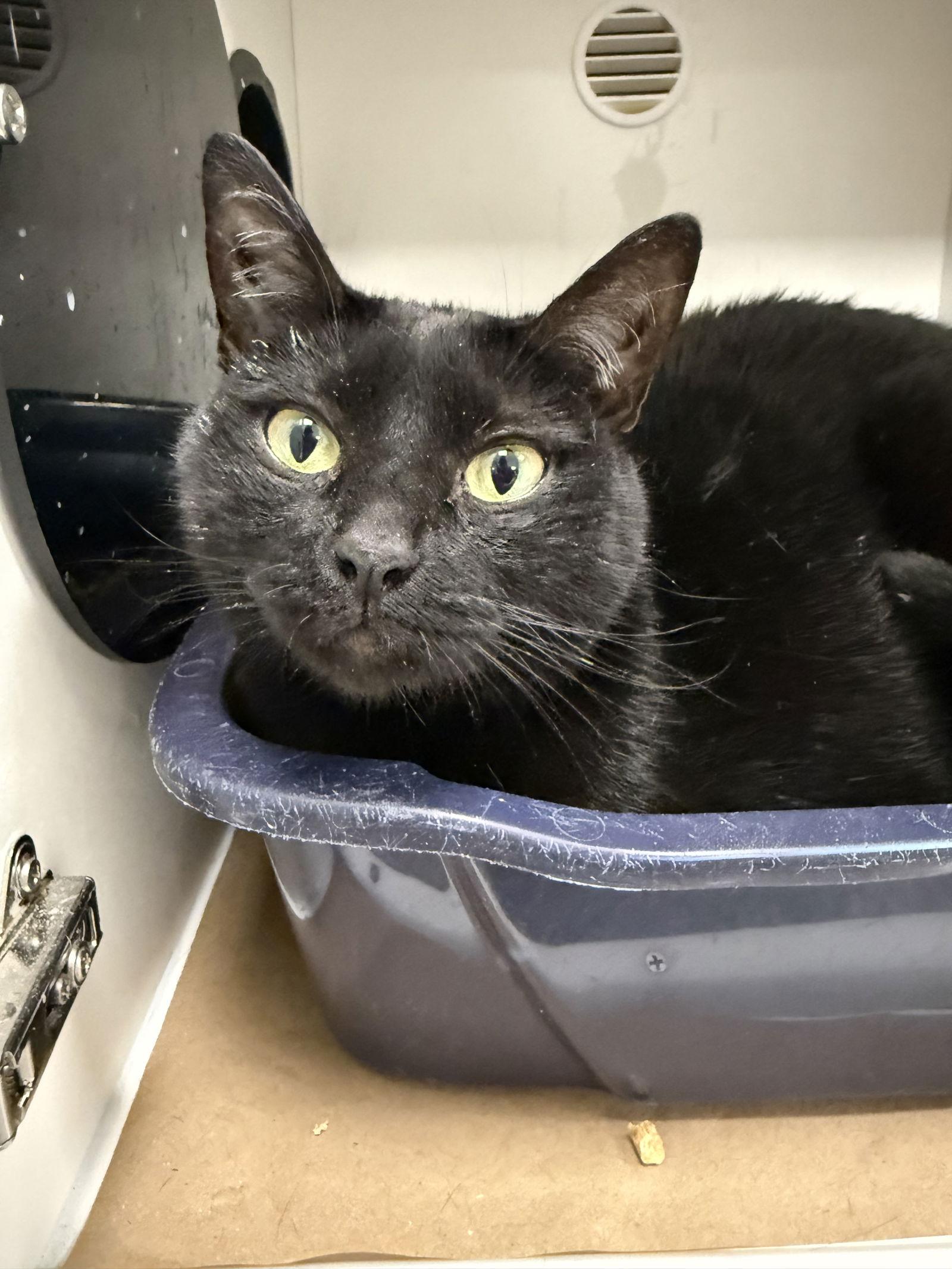 Adenosine, Adoptable, Adult Female Domestic Short Hair.