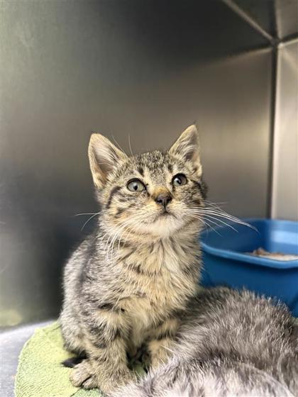 Sugar Plum (Pink), Adoptable, Young Female Domestic Short Hair & Domestic Short Hair.