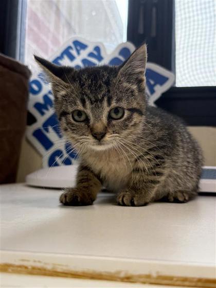 Enlarge Sugar Plum (Pink), a Adoptable mixed breed in Hutchinson, KS image 2/2