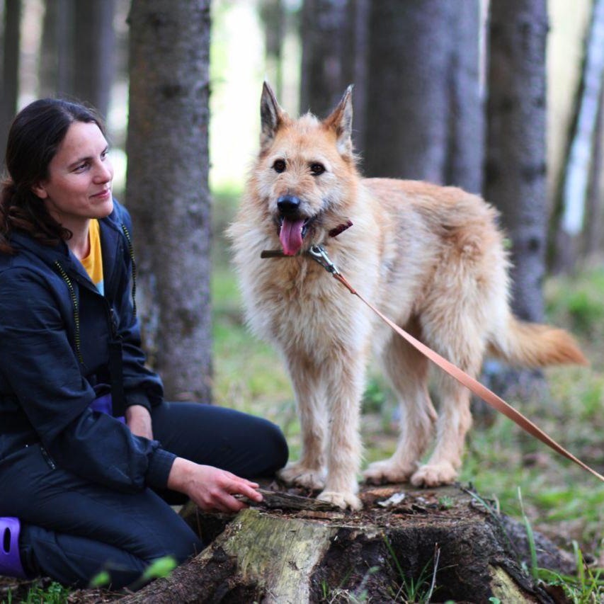Enlarge Rada - Picardy Shepherd, a Adopted mixed breed in Fredericksburg, VA image 2/6