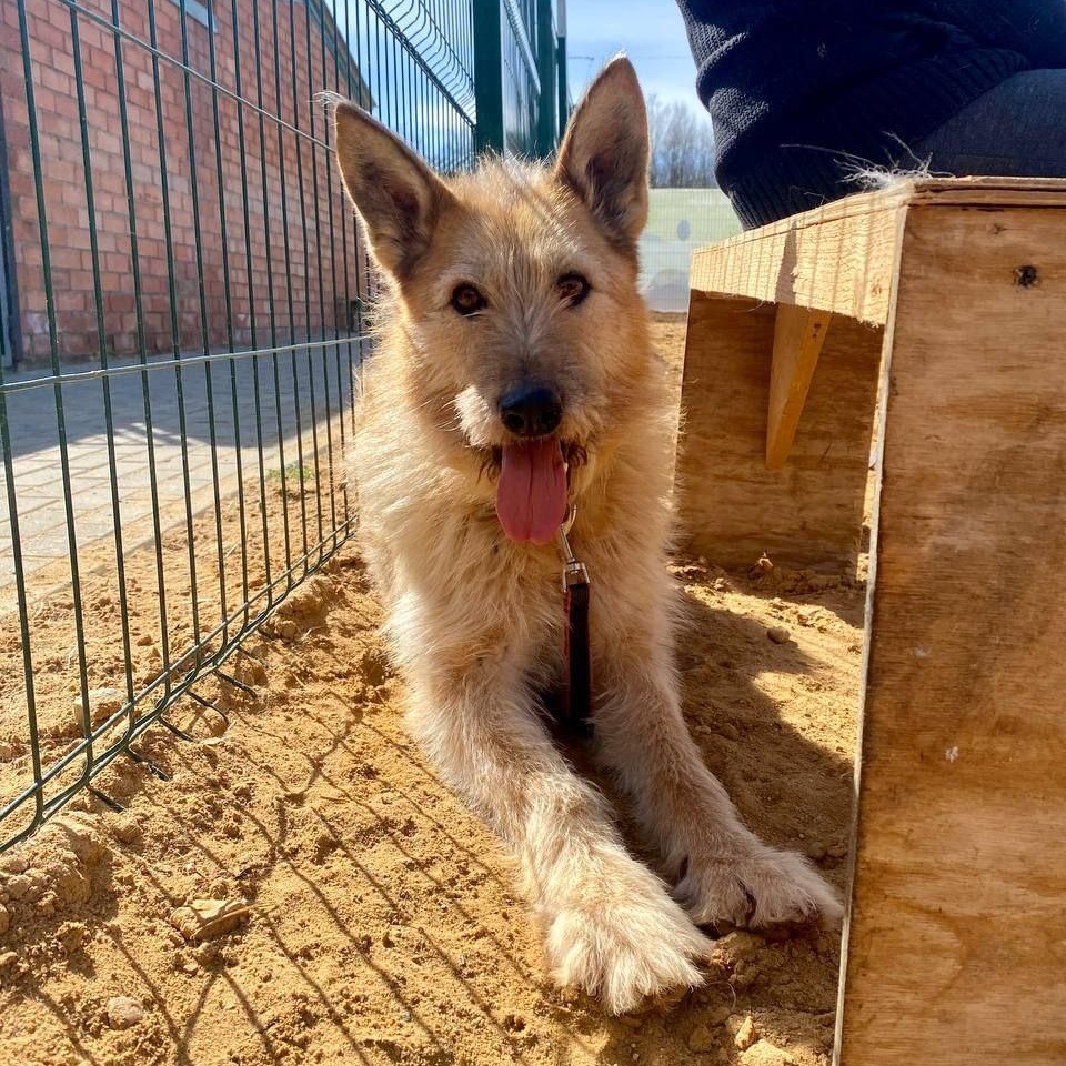 Enlarge Rada - Picardy Shepherd, a Adopted mixed breed in Fredericksburg, VA image 3/6