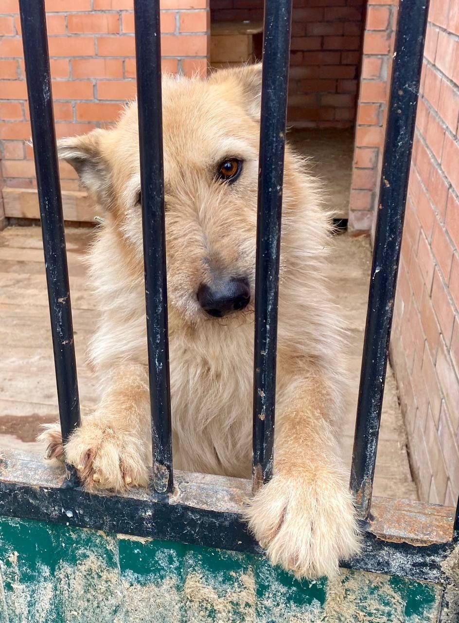 Enlarge Rada - Picardy Shepherd, a Adopted mixed breed in Fredericksburg, VA image 4/6