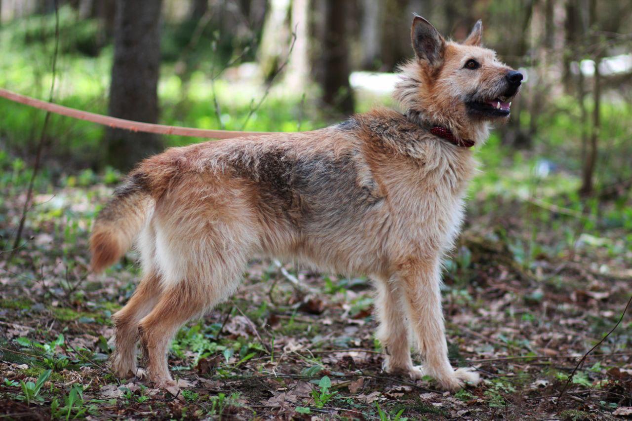 Enlarge Rada - Picardy Shepherd, a Adopted mixed breed in Fredericksburg, VA image 5/6