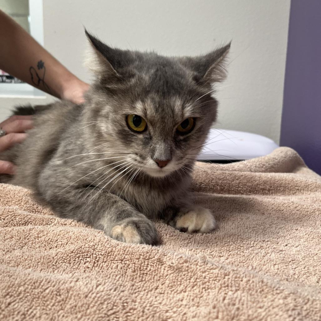 Flutter, Adoptable, Adult Female Domestic Short Hair & Domestic Short Hair.