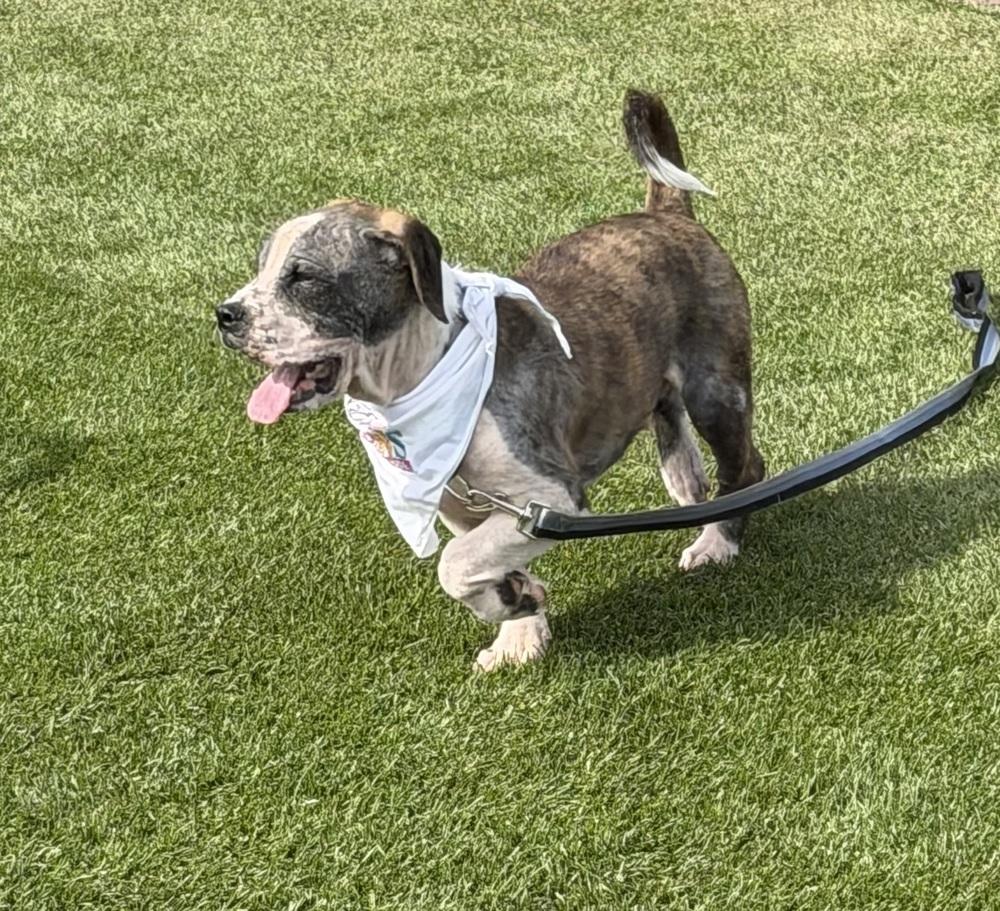 Bubba, Adoptable, Adult Male Boxer & Pit Bull Terrier.