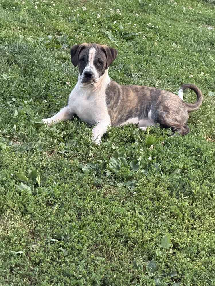 Bubba, a Adoptable mixed breed in Scranton, PA image 3/3