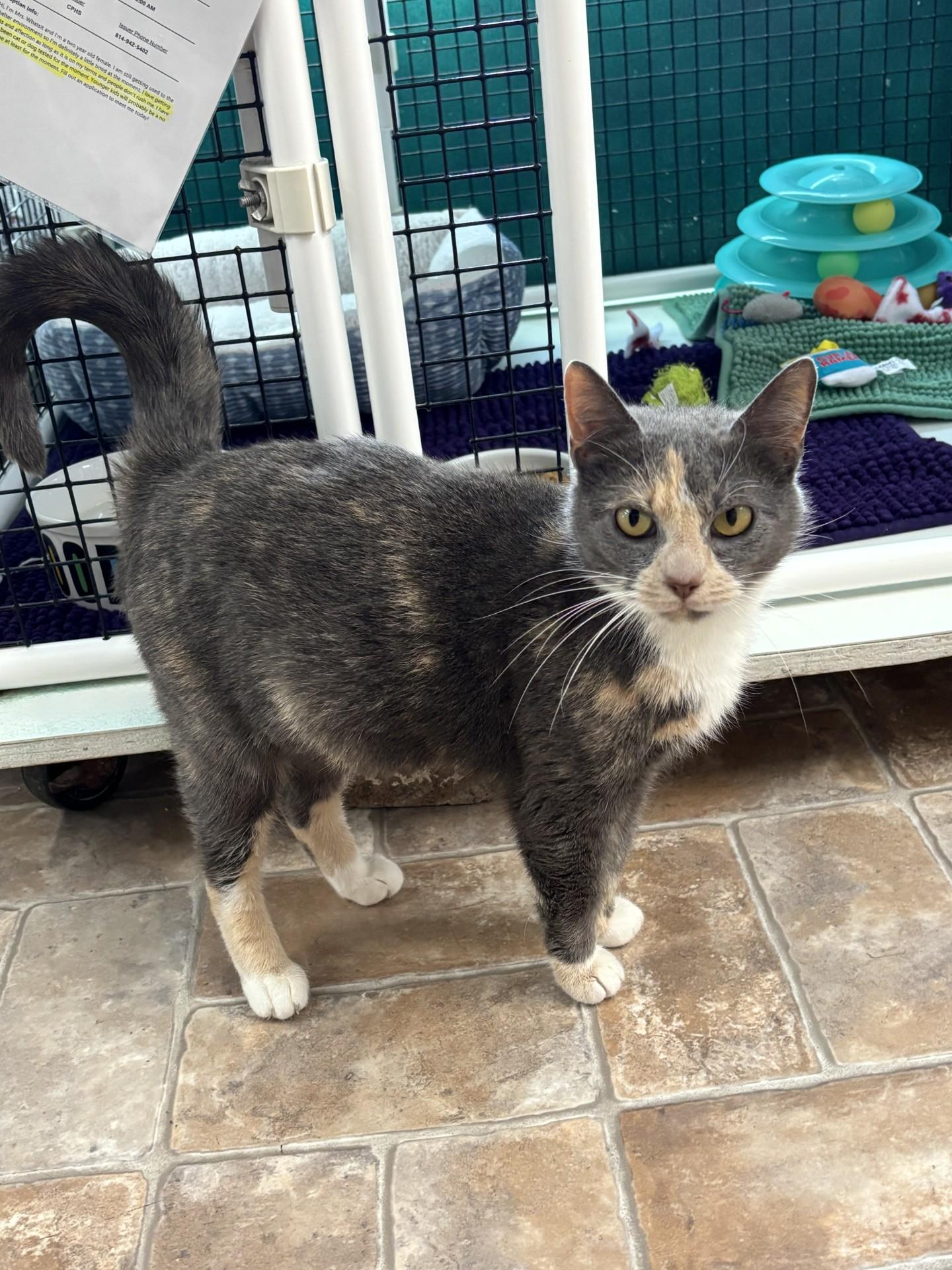 Mrs. Whatsit, a ADOPTABLE Domestic Short Hair in Altoona, PA image 1/2