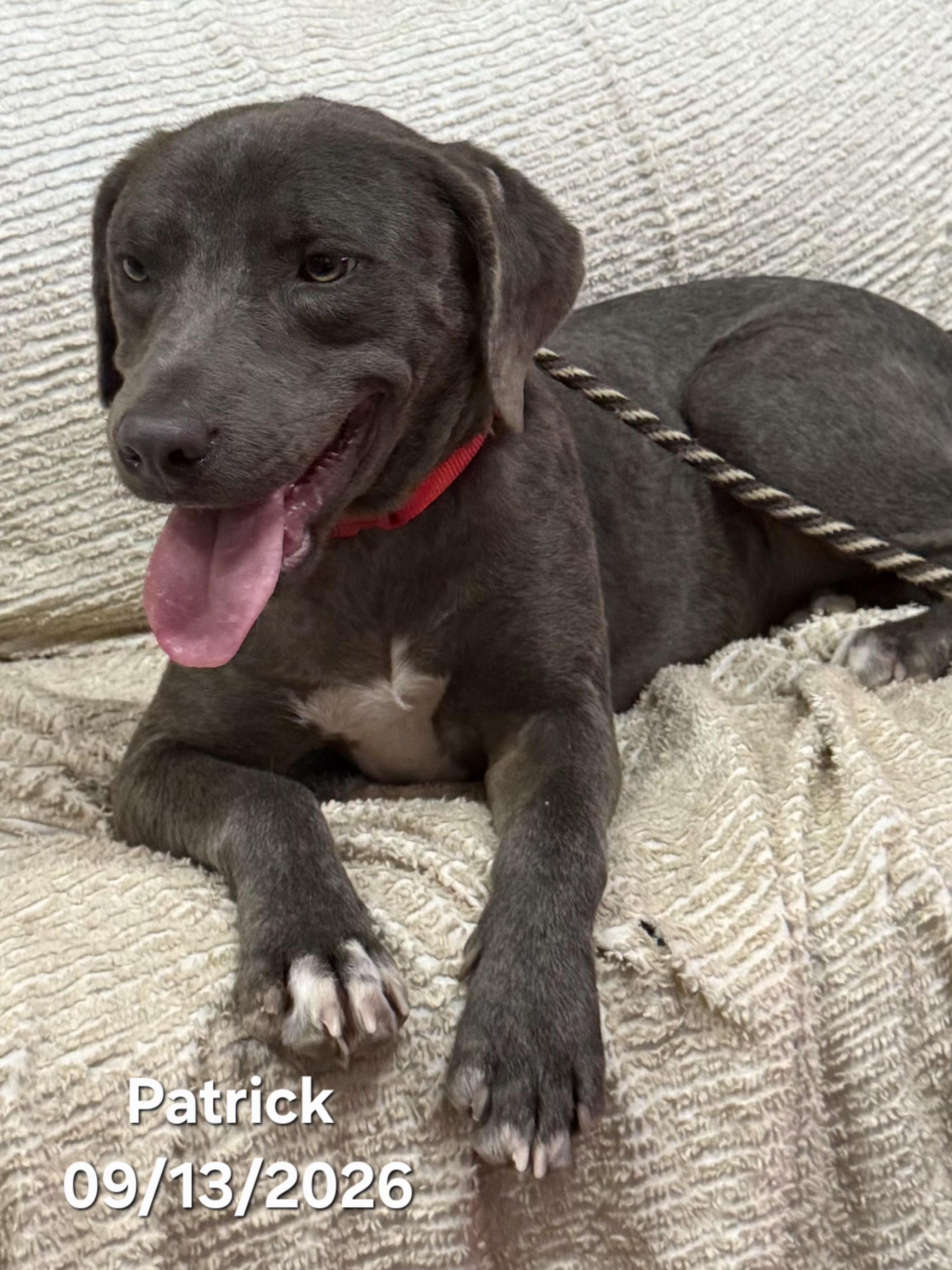 Enlarge Patrick, a Adopted mixed breed in Warren, RI image 4/6