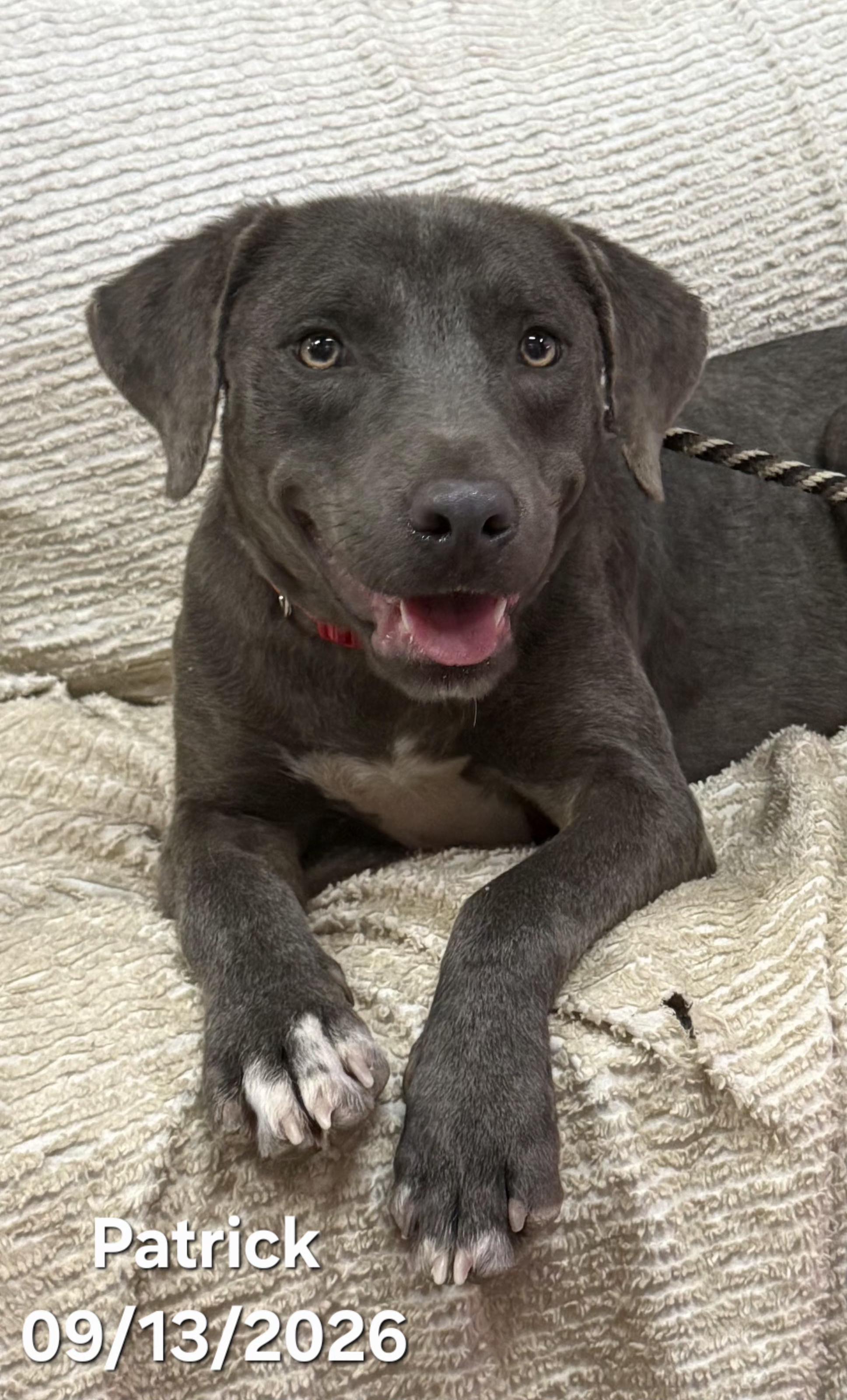 Patrick, Adopted, Puppy Male Beagle & Chocolate Labrador Retriever.