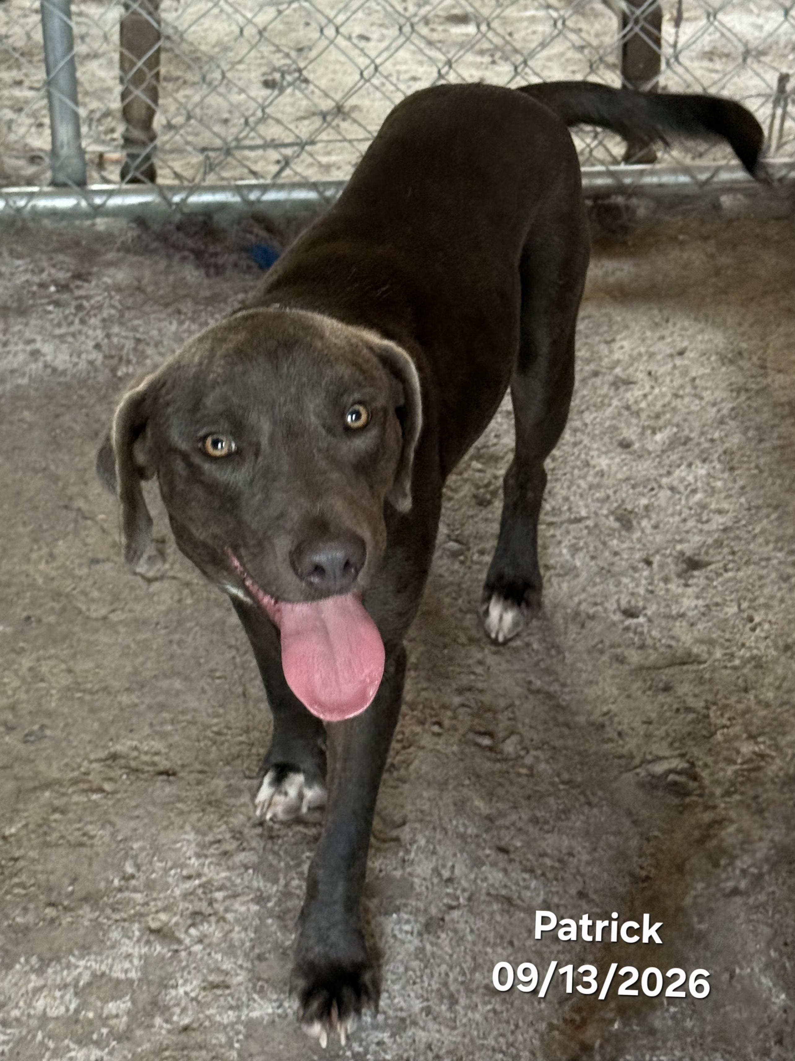 Enlarge Patrick, a Adopted mixed breed in Warren, RI image 3/6
