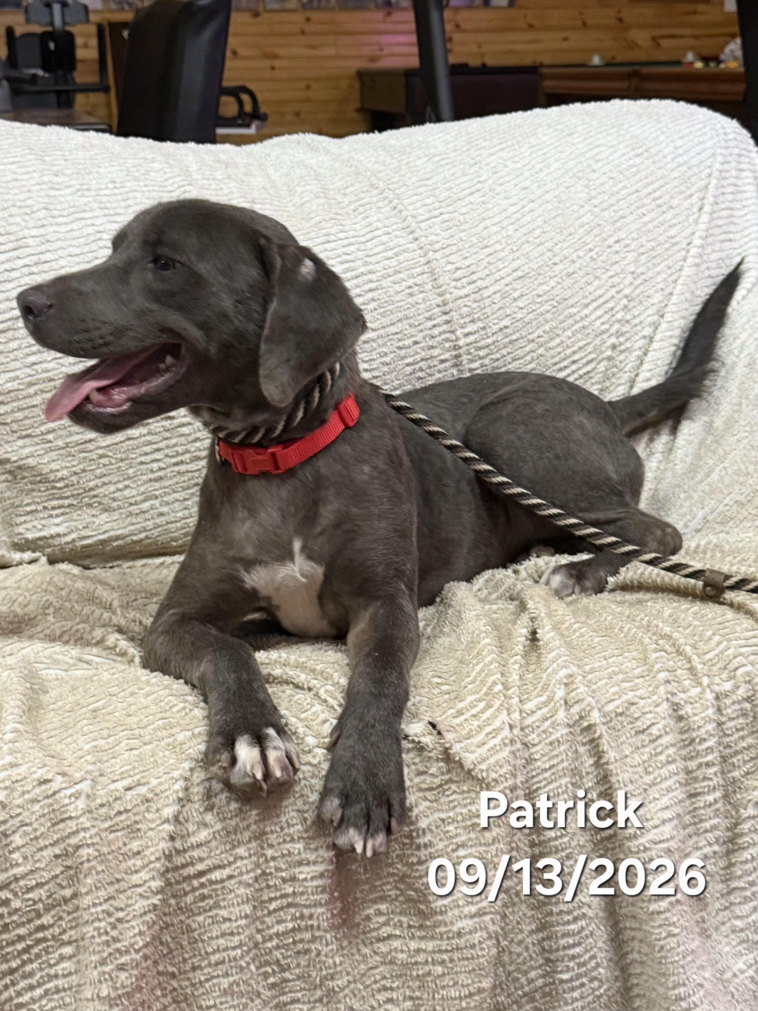 Enlarge Patrick, a Adopted mixed breed in Warren, RI image 2/6