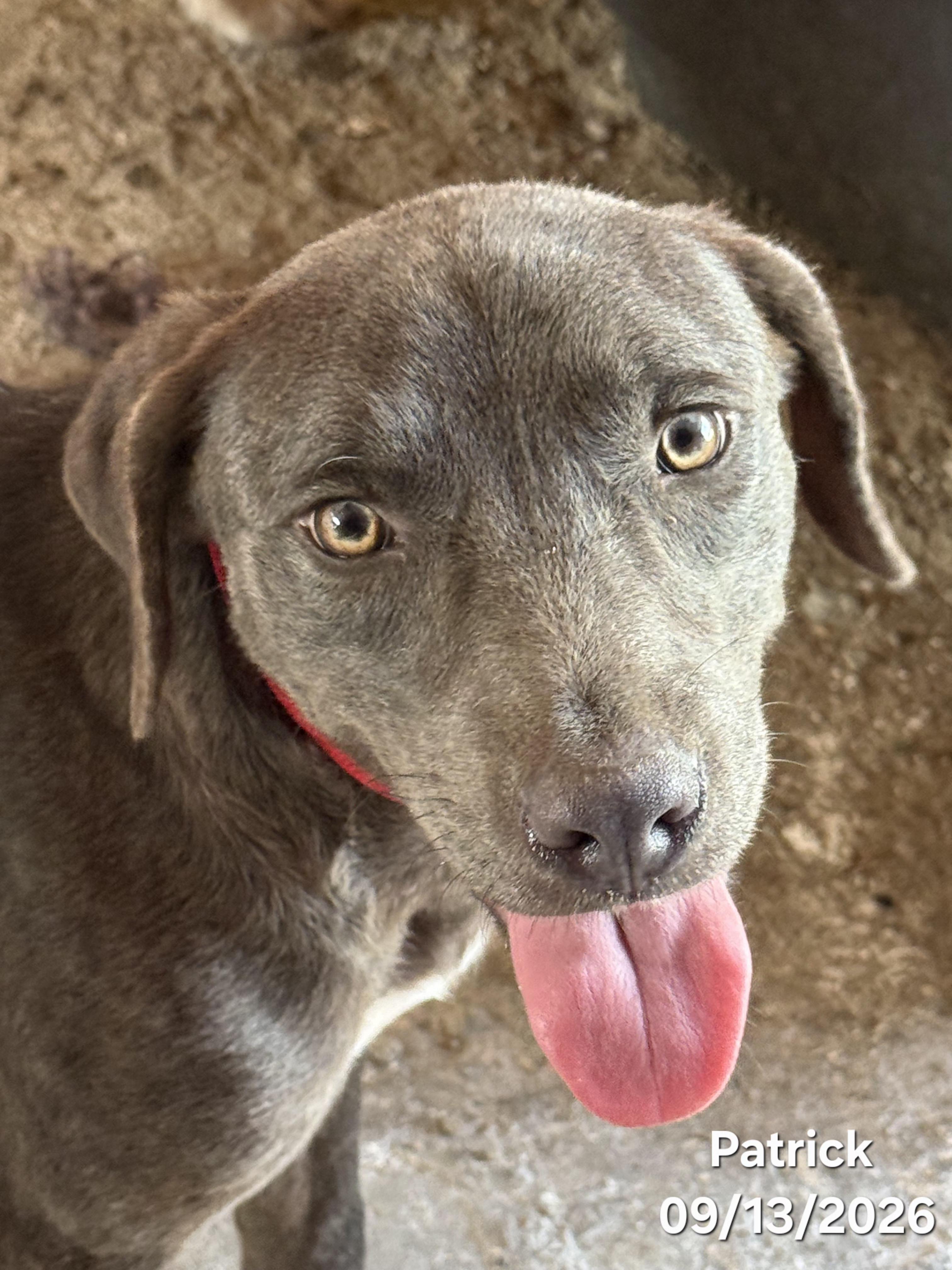 Enlarge Patrick, a Adopted mixed breed in Warren, RI image 6/6