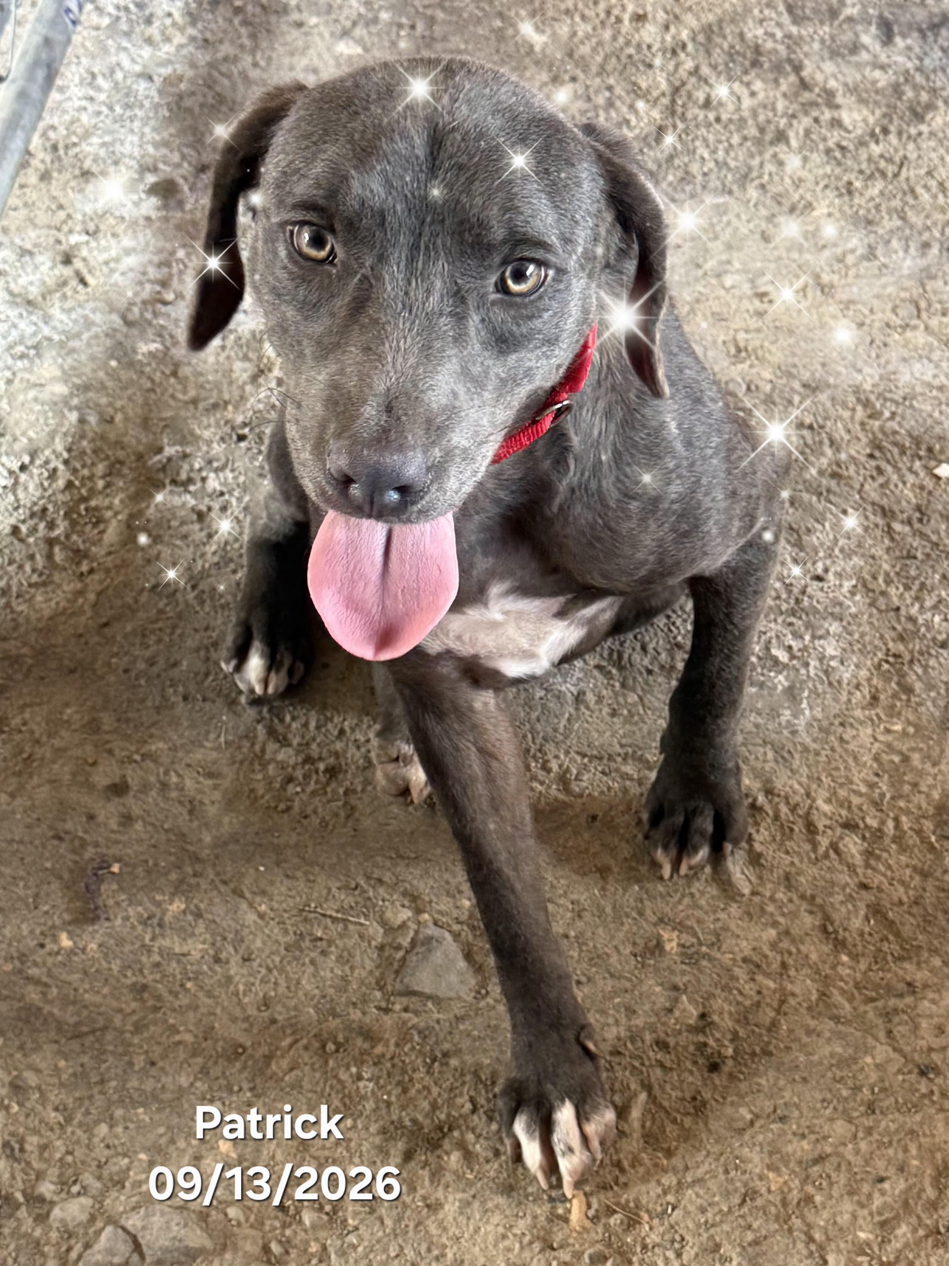 Enlarge Patrick, a Adopted mixed breed in Warren, RI image 5/6