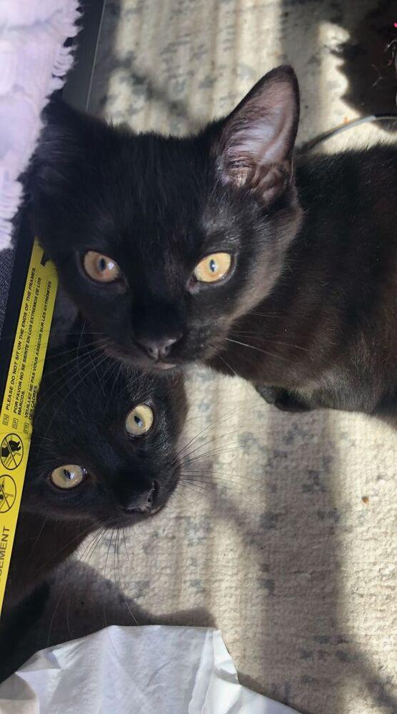 Enlarge Smokey, a Adopted Domestic Short Hair in St. Petersburg, FL image 1/2