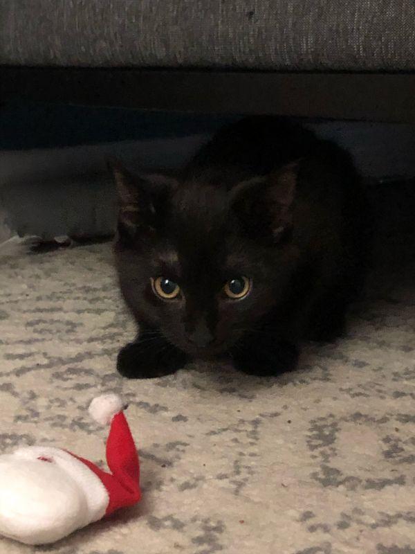 Enlarge Smokey, a Adopted Domestic Short Hair in St. Petersburg, FL image 2/2