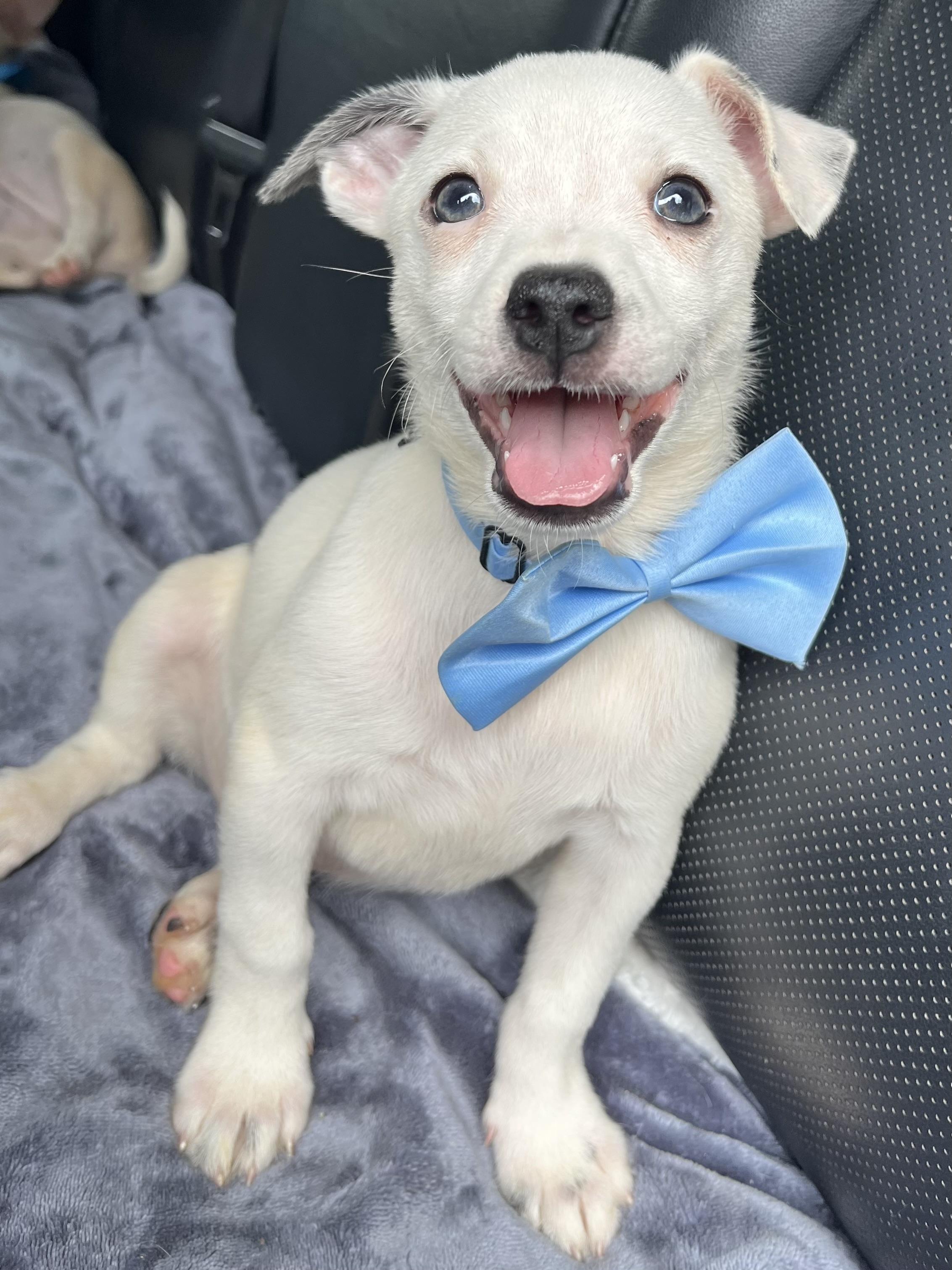 Nacho, Adoptable, Puppy Male Chihuahua & Mixed Breed.