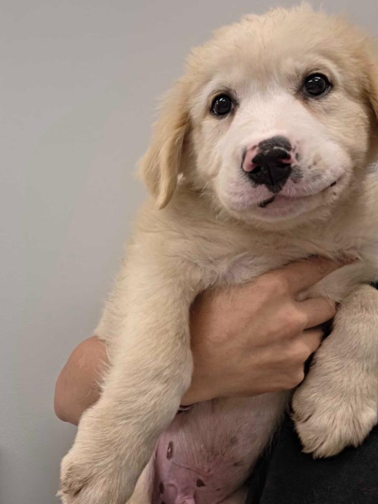 Dr Seuss, Adoptable, Puppy Male Great Pyrenees & Mixed Breed.