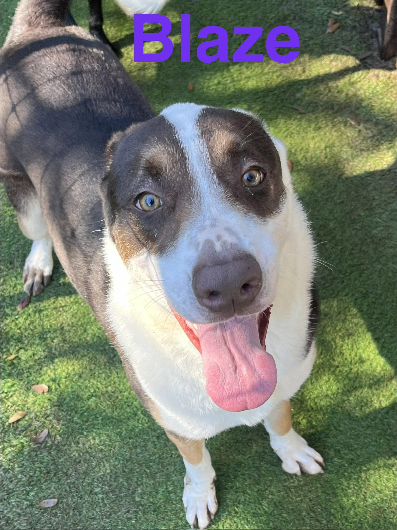 Blaze, Adoptable, Adult Male Australian Cattle Dog / Blue Heeler & Labrador Retriever.