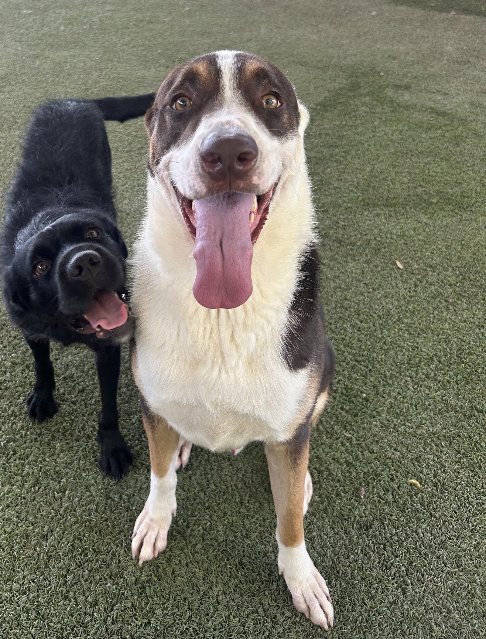 Enlarge Blaze, a Adoptable mixed breed in Pipe Creek, TX image 2/3