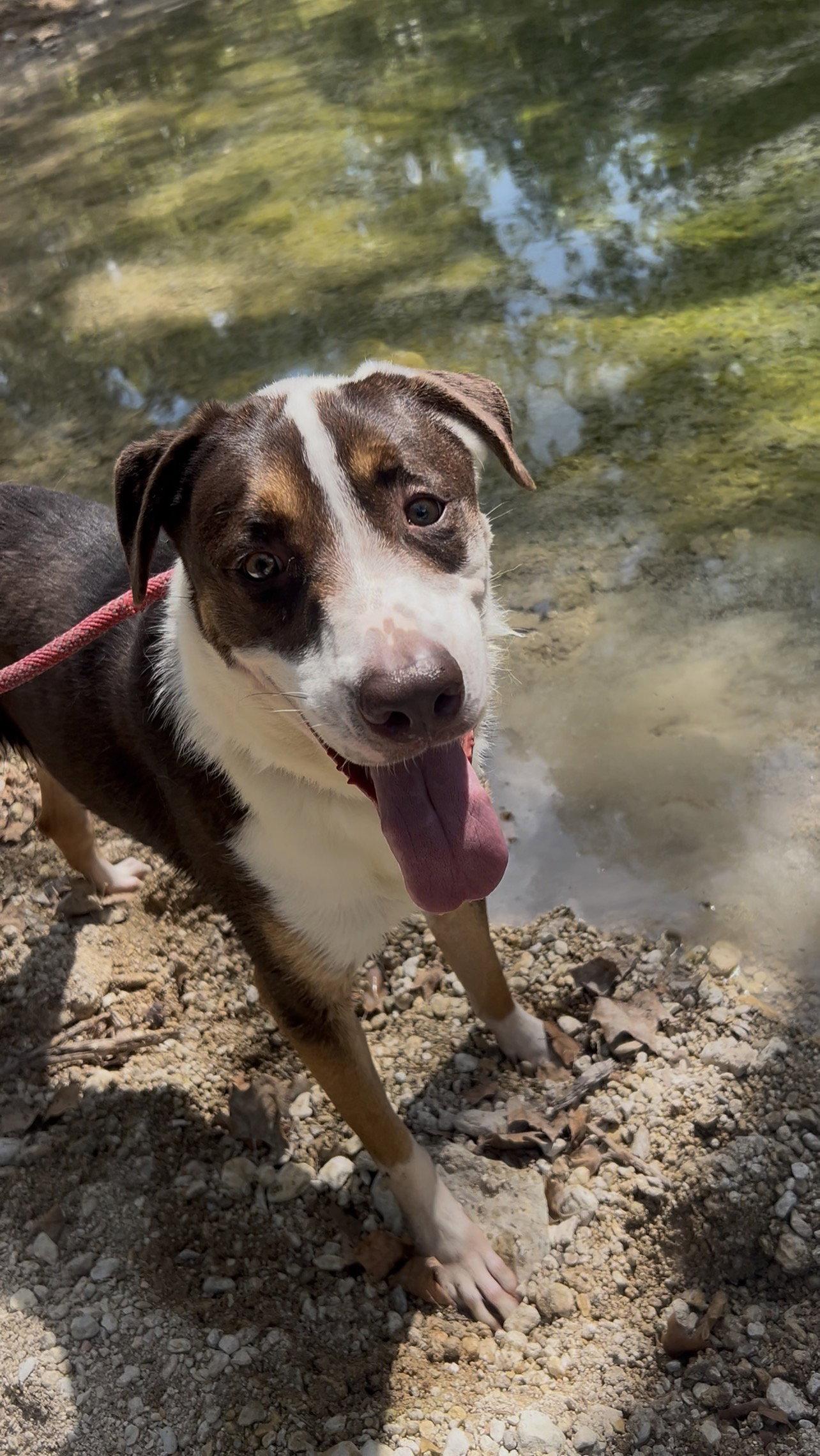 Enlarge Blaze, a Adoptable mixed breed in Pipe Creek, TX image 3/3